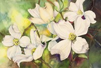 White Dogwood Fine Art Print