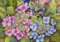 Lacy Hydrangea Fine Art Print