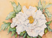 A Peony Study Fine Art Print
