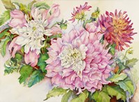 Blushing Dahlias Fine Art Print