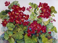 Deep Red Geraniums Fine Art Print