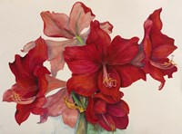 Holiday Amaryllis Fine Art Print