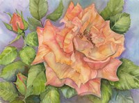 Peach Blush Rose Fine Art Print
