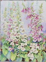 Summer Foxglove Fine Art Print