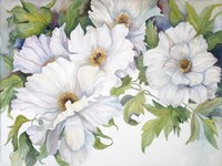 White Peonies Fine Art Print
