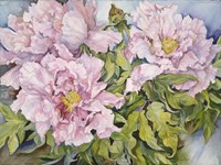 Peonies Fine Art Print