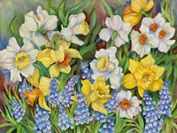 Daffodils And Grape Hyacinths Fine Art Print