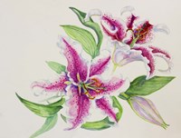 A Study Of Lilies Fine Art Print