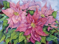Pink Poinsettia Fine Art Print