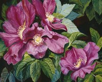 Wild Red Roses Fine Art Print