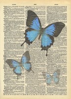 Secret Butterfly I Framed Print