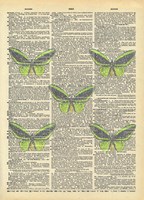 Secret Butterfly II Framed Print