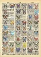 Secret Butterfly III Framed Print