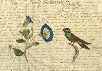 Hummingbird Fine Art Print