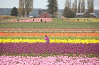 Tulip Farm, Washington Fine Art Print