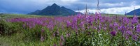 Blooming Fireweed in Ogilvie Mountains Fine Art Print