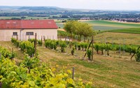 View Over the Mother Vines, Champagne, France Fine Art Print