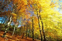 Autumn Leaves of Trees Fine Art Print