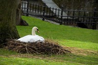 Belgium, Nesting Swans Fine Art Print