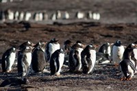 Falklands, Saunders Island, Fine Art Print