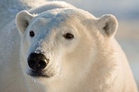 Canada, Manitoba, Hudson Bay, Churchill Polar bear Fine Art Print