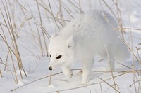 Churchill Arctic Fox Fine Art Print