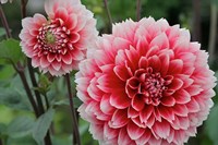 St Andrews Dahlia Flowers Fine Art Print