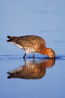 Black-Tailed Godwit Bird Fine Art Print