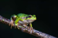 Tree Frog in Lake Neusiedl Fine Art Print