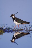 Northern Lapwing Butterfly Fine Art Print