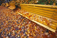 Quebec City Park Bench in Fall Fine Art Print