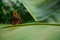 Butterfly on a Leaf Fine Art Print
