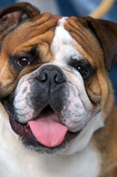 English Bulldog in Belgium Fine Art Print