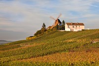 Windmill and Vineyards Fine Art Print