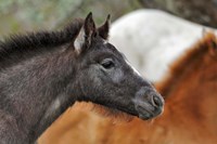 Camargue Horse Foal Fine Art Print