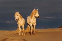 Camargue Horse on Beach at Sunrise Fine Art Print