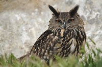 Eagle Owl, France Fine Art Print
