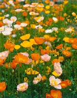 Poppies, France Fine Art Print