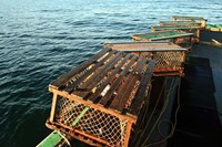 Nova Scotia, Cape Breton, Lobster Traps Fine Art Print