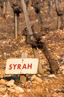 Syrah Vine and Sign at La Truffe de Ventoux Truffle Farm Fine Art Print