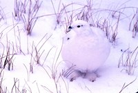 Rock Ptarmigan Fine Art Print