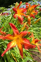 Nova Scotia, Annapolis Royal Gardens Fine Art Print