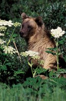 Grizzly Bear in Canada Fine Art Print