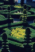 Garden at Villandry Chateau in France Fine Art Print