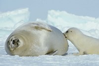 Harp Seal on Magdalen Island Fine Art Print