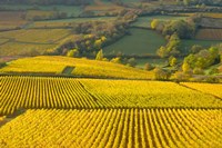 Autumn Morning in Pouilly-Fuiss' Vineyards Fine Art Print