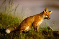 Red Fox Cub Fine Art Print