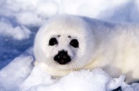 Harp Seal Pup at Gulf of St Lawrence Fine Art Print