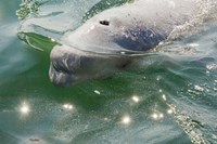 Beluga Whale in Canada Fine Art Print