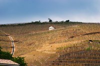 Terraced Vineyards in the Cote Rotie District Fine Art Print
